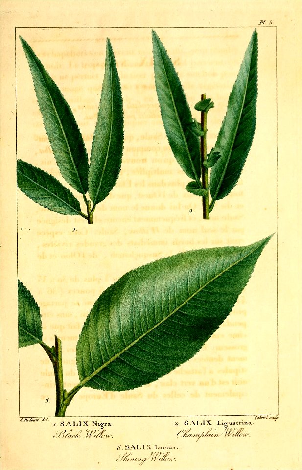n454_w1150