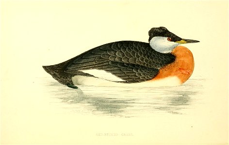 n175_w1150