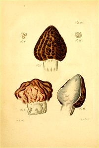 n219_w1150