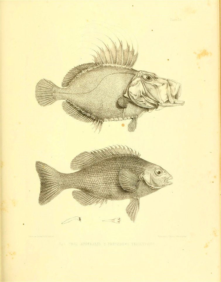 n336_w1150