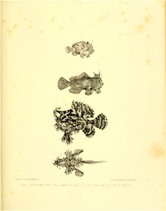 n306_w1150