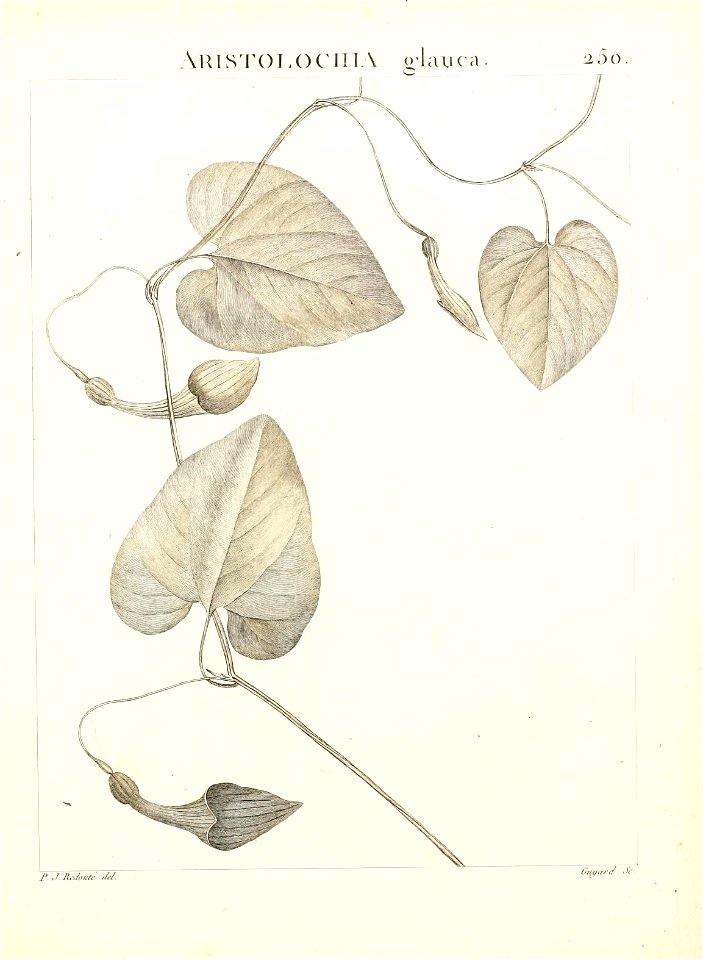 n268_w1150