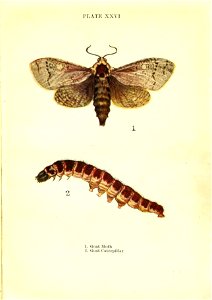 n118_w1150