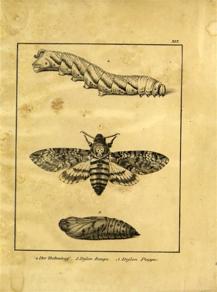 n184_w1150
