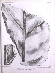 n372_w1150