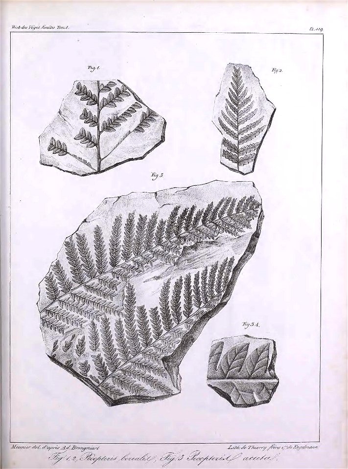 n338_w1150