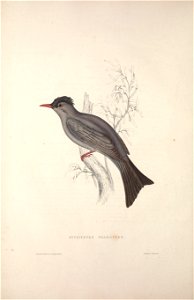 n55_w1150