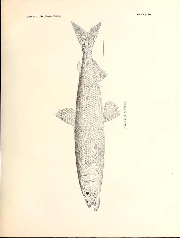 n126_w1150