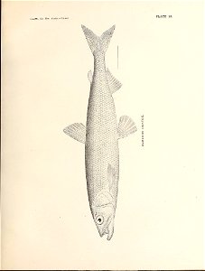 n126_w1150