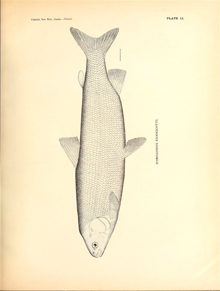 n128_w1150