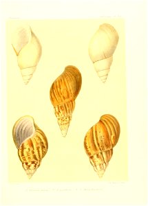 n42_w1150