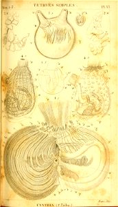 n262_w1150