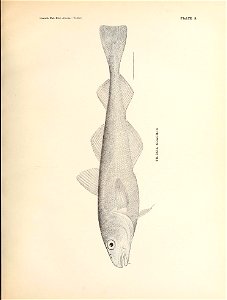 n100_w1150