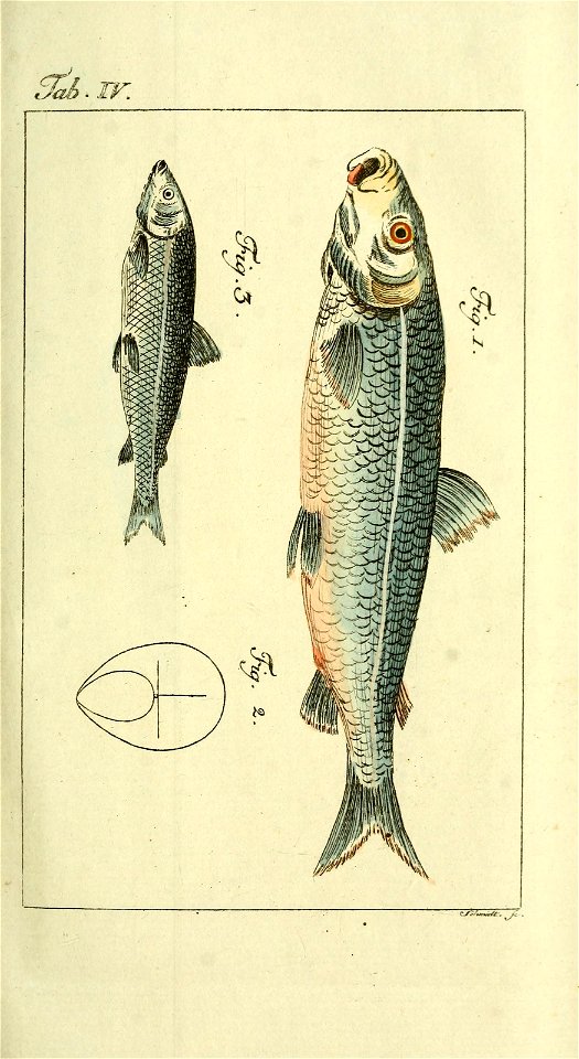 n684_w1150