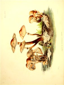 n117_w1150