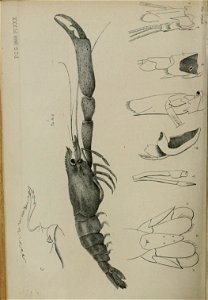 n445_w1150