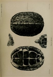 n598_w1150
