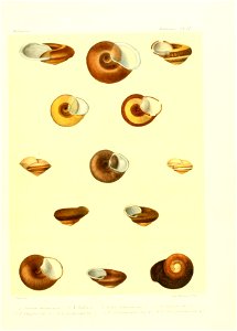 n36_w1150