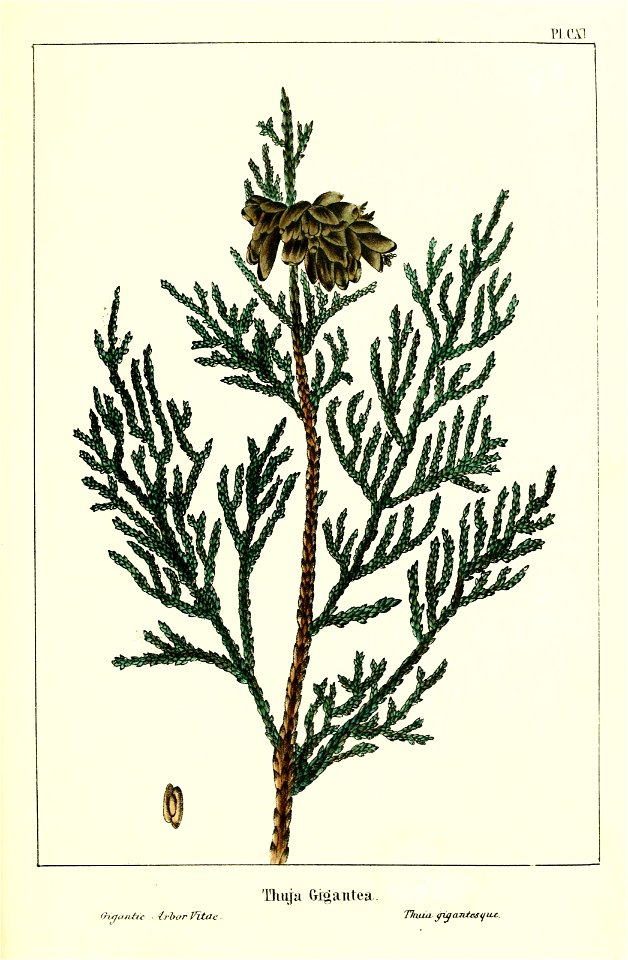 n268_w1150