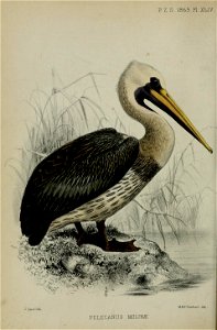n681_w1150