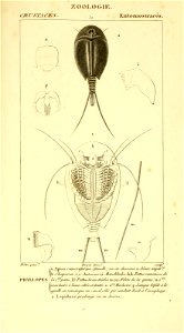 n589_w1150