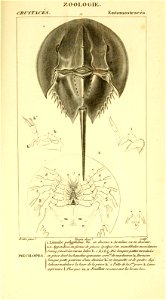 n587_w1150