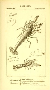 n556_w1150