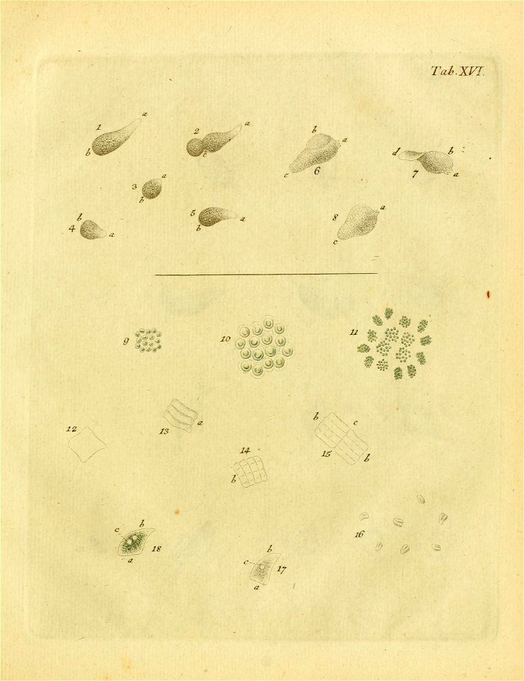 n466_w1150