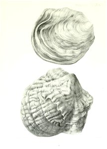 n260_w1150