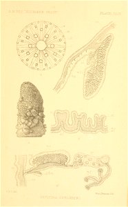 n446_w1150