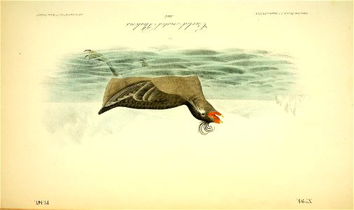 n357_w1150