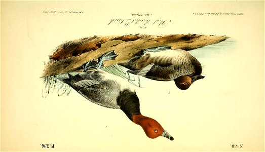 n409_w1150