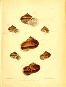 n158_w1150