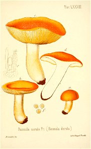 n316_w1150