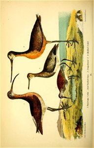 n385_w1150