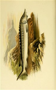 n123_w1150