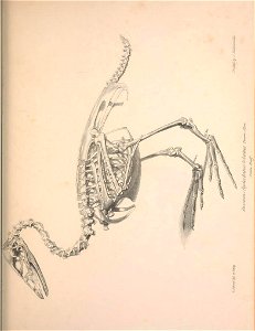 n36_w1150