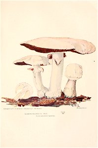 n462_w1150