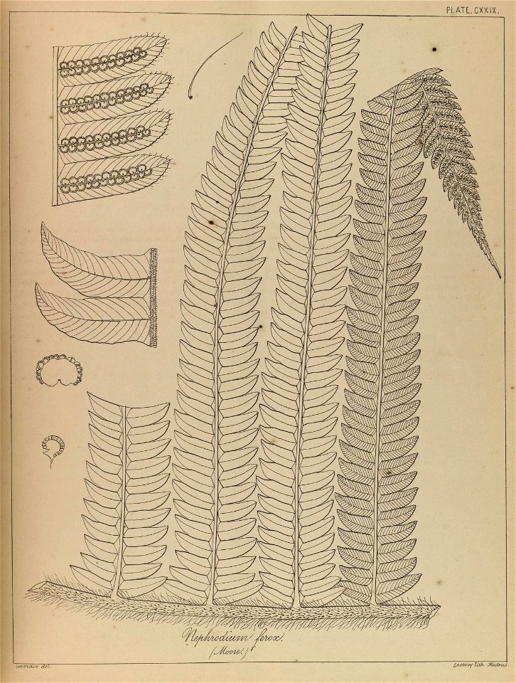 n258_w1150