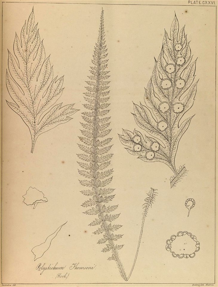 n252_w1150