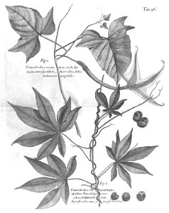 n531_w1150