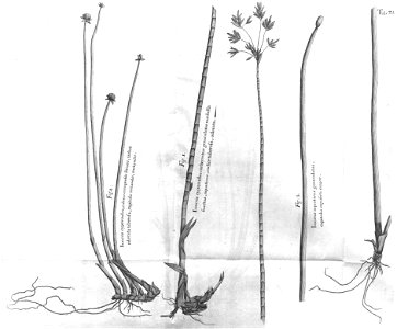 n516_w1150