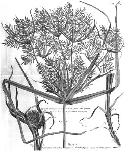 n509_w1150
