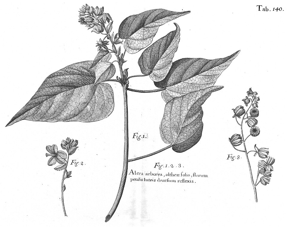 n575_w1150