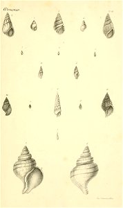 n236_w1150