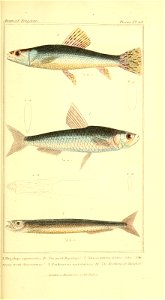 n392_w1150