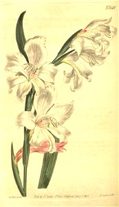 n129_w1150