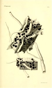 n218_w1150
