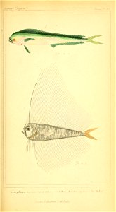 n336_w1150