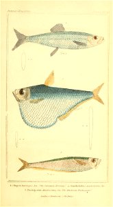 n388_w1150